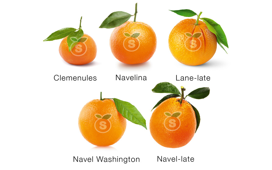 5 super naranjas+ copia