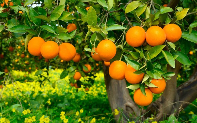 ¿Qué variedad de naranja valenciana comprar según el mes?