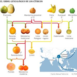 Árbol genealógico de la Mandarina Clemenules