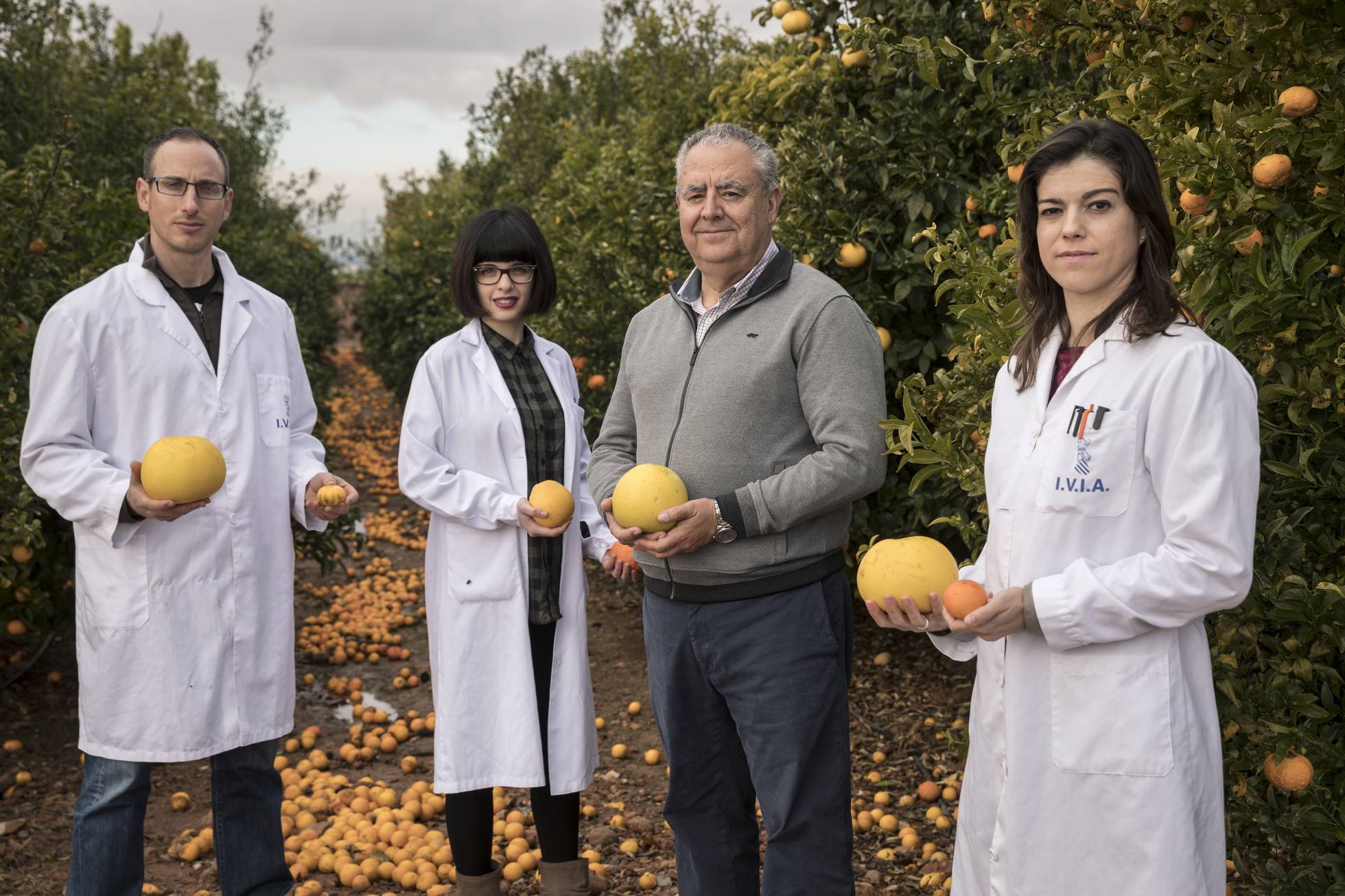 Las clemenules nacieron por casualidad en 1953, un mandarino clementino del pueblo de Nules (Castellón) sufrió una mutación espontánea, un regalo para los agricultores, al ser más grandes y mejor adaptadas al terreno que las clementinas originales.