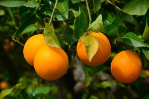 ¿Cuál es el secreto del Color y Dulzura de la Naranja Valenciana?