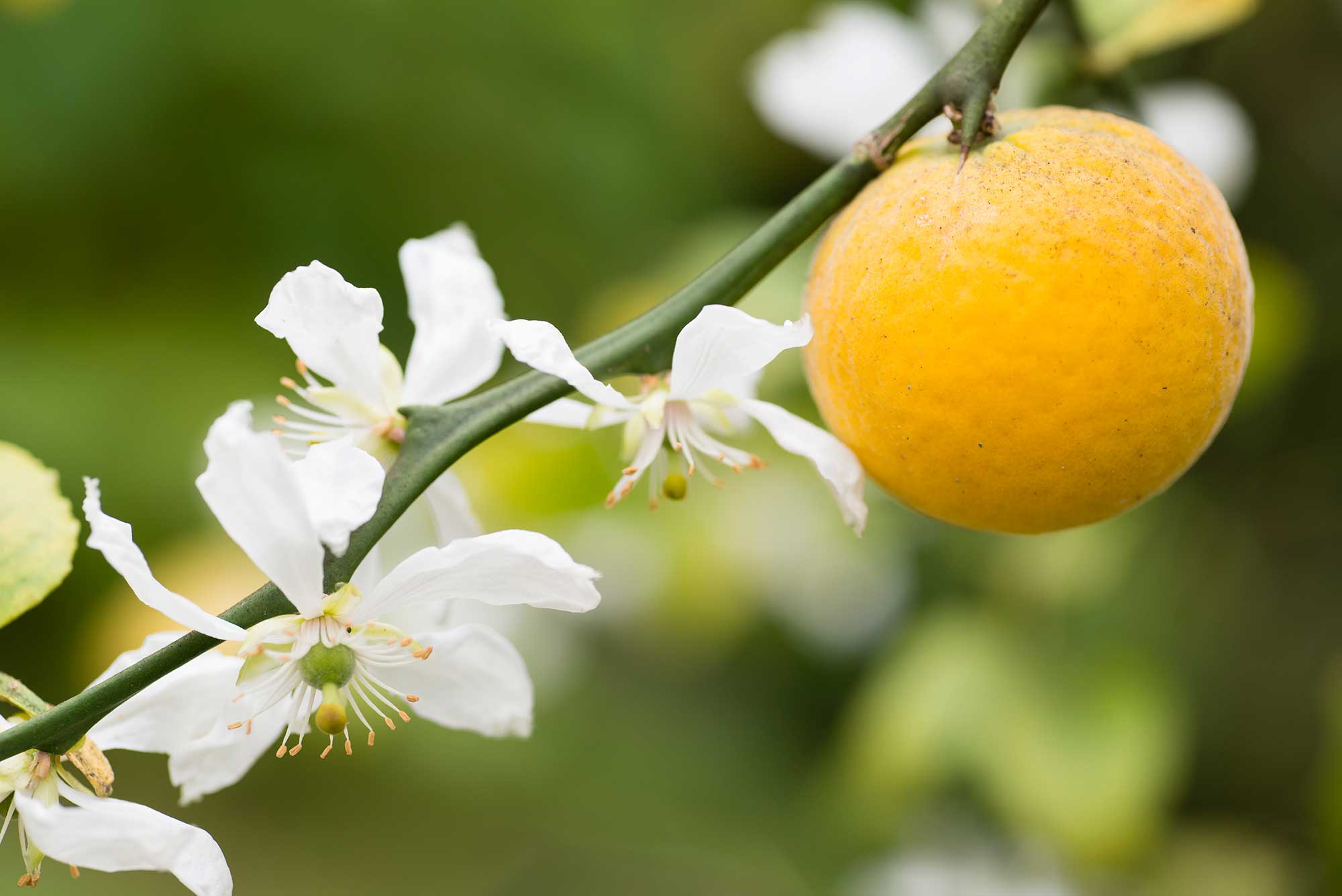 Explosión de olor y color en nuestros huertos de naranjas