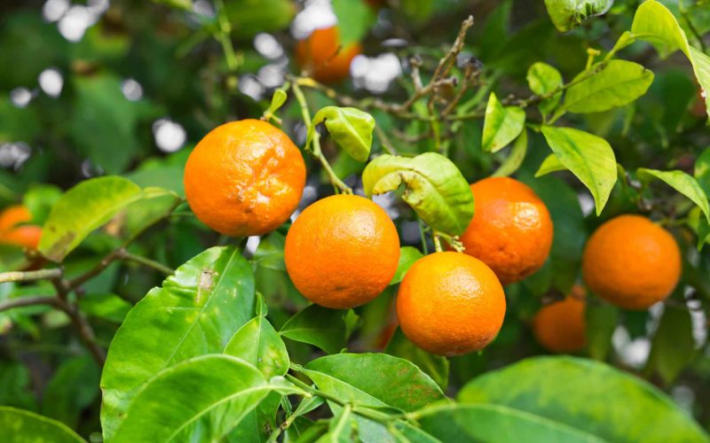 Beneficios de la Naranja y Características