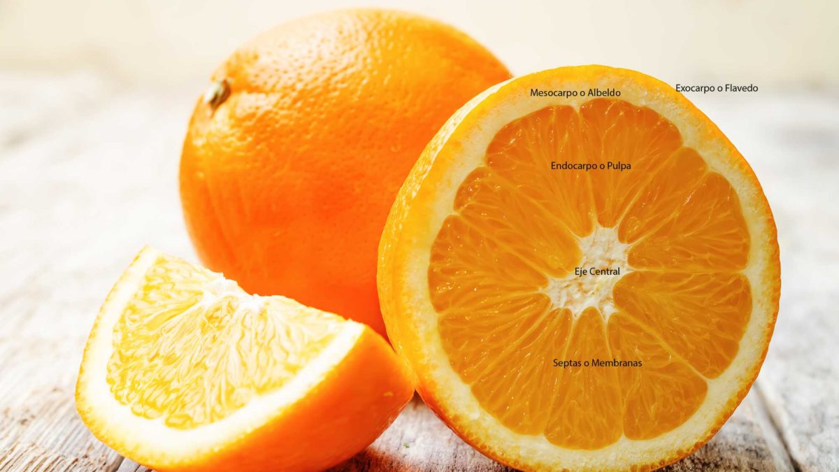¿Qué contiene lo blanco de la cáscara de naranja?