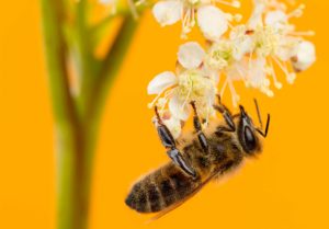 Miel de Azahar 100% natural, Beneficios y Usos