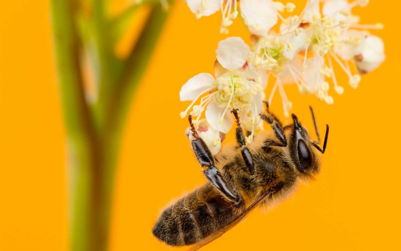 Miel de fleur d’oranger 100% naturelle, avantages et utilisations