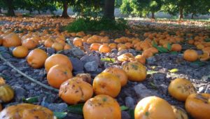 Naranjas cultivadas con 50 químicos prohibidos en la UE